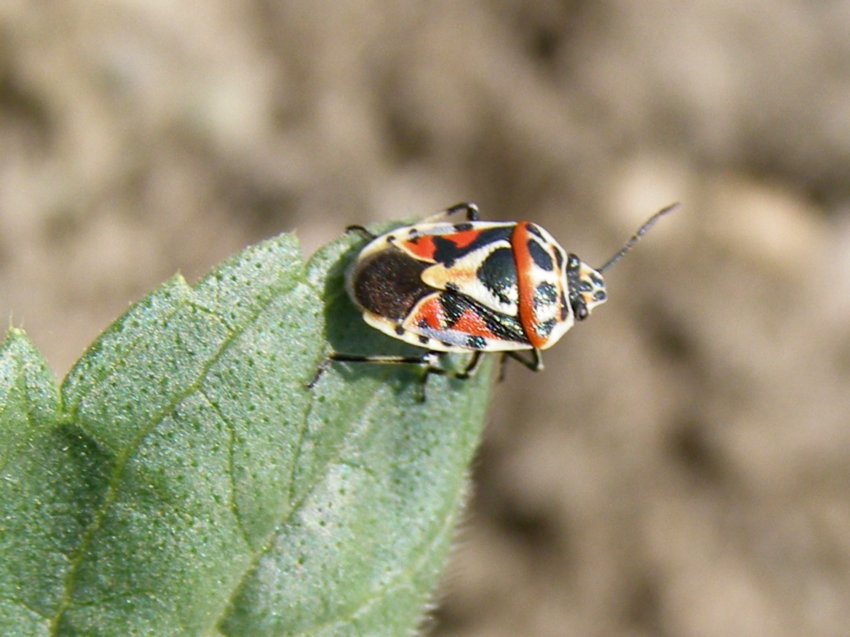 Eurydema ornata delle colline di Imola (BO)